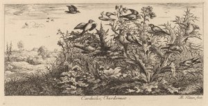 Carduelis, Szczygieł autorstwa Albert Flamen
