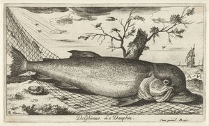 Delfin w sieci rybackiej Delphinus Le Dauphin. (tytuł na obiekcie) Ryby i inne morskie stworzenia - trzecia seria słonowodnych (tytuł serii) Poissons de mer (tytuł serii) autorstwa Albert Flamen