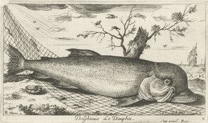 Delfin w sieci rybackiej Delphinus Le Dauphin. (tytuł na obiekcie) Ryby i inne morskie stworzenia - trzecia seria słonowodnych (tytuł serii) Poissons de mer (tytuł serii) autorstwa Albert Flamen