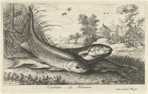 Trzy klenie na brzegu rzeki głowa. Le Meunier. (tytuł na obiekcie) Ryby i inne morskie stworzenia - pierwsza seria słodkowodna (tytuł serii) Diverse Especes de Poissons d