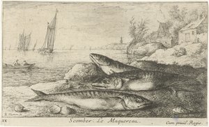 Trzy makrele na plaży Scomber. Le Maquereau. (tytuł na obiekcie) Ryby i inne morskie stworzenia - pierwsza seria słonowodnych (tytuł serii) Diverse Especes de Poissons de mer (tytuł serii) autorstwa Albert Flamen