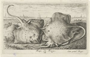 Trzy promienie na plaży radża. La Raye. (tytuł na obiekcie) Ryby i inne morskie stworzenia - druga seria słonowodnych (tytuł serii) Poissons de mer (tytuł serii) autorstwa Albert Flamen