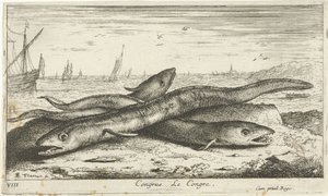 Trzy węgorze morskie na plaży Kongres Kongresu. (tytuł na obiekcie) Ryby i inne morskie stworzenia - pierwsza seria słonowodnych (tytuł serii) Diverse Especes de Poissons de mer (tytuł serii) autorstwa Albert Flamen