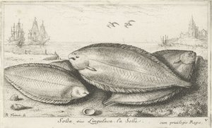 Trzy podeszwy na plaży Solea siue Lingulaca. La Solle. (tytuł na obiekcie) Ryby i inne morskie stworzenia - trzecia seria słonowodnych (tytuł serii) Poissons de mer (tytuł serii) autorstwa Albert Flamen