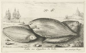 Trzy podeszwy na plaży Solea siue Lingulaca. La Solle. (tytuł na obiekcie) Ryby i inne morskie stworzenia - trzecia seria słonowodnych (tytuł serii) Poissons de mer (tytuł serii) autorstwa Albert Flamen