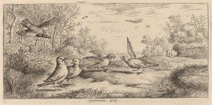 Garrulus, Jay autorstwa Albert Flamen