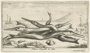 Przypięte na plaży? Admos. Lesguille de Mer. (tytuł na obiekcie) Ryby i inne morskie stworzenia - trzecia seria słonowodnych (tytuł serii) Poissons de mer (tytuł serii) autorstwa Albert Flamen
