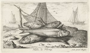 Śledź w sieci rybackiej Halec, Le Harang. (tytuł na obiekcie) Ryby i inne morskie stworzenia - druga seria słonowodnych (tytuł serii) Poissons de mer (tytuł serii)