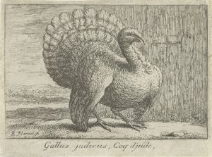 Landschap spotkał kalkoen Gallus indicus, Coq d