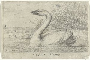 Krajobraz z łabędziem Gwiazdozbiór Łabędzia. Cygne. (tytuł na obiekcie) Trzynaście gatunków ptaków (tytuł serii) Diuersae Auium Gatunek (tytuł serii) autorstwa Albert Flamen