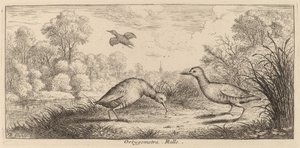 Ortygometra, Szyna autorstwa Albert Flamen