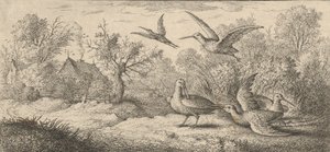 Rusticula, Becasse The Woodcock: Księga ptaków Livre d