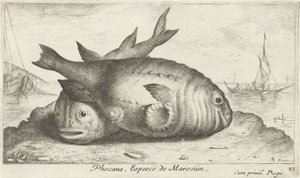 Dwa morświny na plaży Phoca Na, Espèce de Marsoüin, (tytuł obiektu) Ryby i inne morskie stworzenia - trzecia seria słonowodnych (tytuł serii) Poissons de mer (tytuł serii) autorstwa Albert Flamen