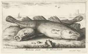 Dwa dorsze na plaży? Molucius piscis. Le Morue Fraiche. (tytuł na obiekcie) Ryby i inne morskie stworzenia - druga seria słonowodnych (tytuł serii) Poissons de mer (tytuł serii) autorstwa Albert Flamen