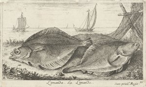 Dwie plamy na plaży? Limanda. La Limande. (tytuł na obiekcie) Ryby i inne morskie stworzenia - trzecia seria słonowodnych (tytuł serii) Poissons de mer (tytuł serii) autorstwa Albert Flamen