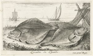 Dwie plamy na plaży? Limanda. La Limande. (tytuł na obiekcie) Ryby i inne morskie stworzenia - trzecia seria słonowodnych (tytuł serii) Poissons de mer (tytuł serii) autorstwa Albert Flamen
