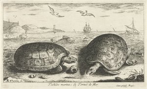 Dwa żółwie na plaży przystań Testudo; La Tortuë de Mer (tytuł na obiekcie) Ryby i inne morskie stworzenia - druga seria słonowodnych (tytuł serii) Poissons de mer (tytuł serii) autorstwa Albert Flamen