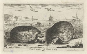 Dwa żółwie na plaży przystań Testudo; La Tortuë de Mer (tytuł na obiekcie) Ryby i inne morskie stworzenia - druga seria słonowodnych (tytuł serii) Poissons de mer (tytuł serii) autorstwa Albert Flamen