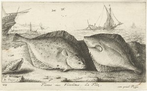 Dwie gładzice na plaży? Flesus siue Fleteletus. La flez. (tytuł na obiekcie) Ryby i inne morskie stworzenia - pierwsza seria słonowodnych (tytuł serii) Diverse Especes de Poissons de mer (tytuł serii) autorstwa Albert Flamen