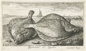 Dwie gładzice na plaży? Kwadratus. LeQuarlet. (tytuł na obiekcie) Ryby i inne morskie stworzenia - trzecia seria słonowodnych (tytuł serii) Poissons de mer (tytuł serii) autorstwa Albert Flamen