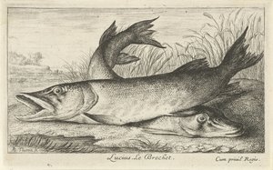 Dwa szczupaki na brzegu rzeki Lucjusz. Le Brochet. (tytuł na obiekcie) Ryby i inne morskie stworzenia - pierwsza seria słodkowodna (tytuł serii) Diverse Especes de Poissons d