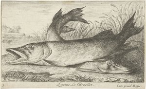 Dwa szczupaki na brzegu rzeki Lucjusz. Le Brochet. (tytuł na obiekcie) Ryby i inne morskie stworzenia - pierwsza seria słodkowodna (tytuł serii) Diverse Especes de Poissons d