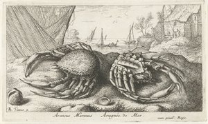 Dwa kraby pająka w pobliżu sieci rybackiej Araneus Marinus Aragnée de Mer (tytuł na obiekcie) Ryby i inne morskie stworzenia - druga seria słonowodnych (tytuł serii) Poissons de mer (tytuł serii) autorstwa Albert Flamen