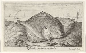 Dwa turboty na plaży romb acleatus. Le Turbot. (tytuł na obiekcie) Ryby i inne morskie stworzenia - trzecia seria słonowodnych (tytuł serii) Poissons de mer (tytuł serii) autorstwa Albert Flamen