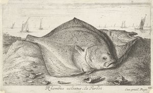 Dwa turboty na plaży romb acleatus. Le Turbot. (tytuł na obiekcie) Ryby i inne morskie stworzenia - trzecia seria słonowodnych (tytuł serii) Poissons de mer (tytuł serii) autorstwa Albert Flamen