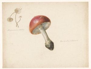 Arkusz do nauki z grzybami, Amanita Rubescens i Marasmius Rotula autorstwa Albertus Steenbergen