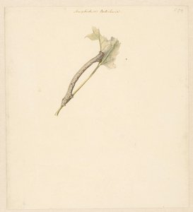 Studieblad spotkał rups, Amphidiasis Betularia autorstwa Albertus Steenbergen