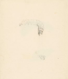 Studieblad spotkał rups, Lasiocampa Quireifolia