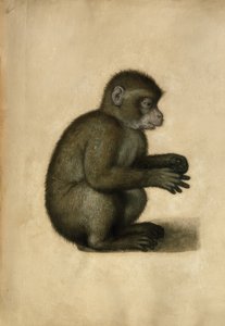 Małpa / akwarela, przypisywana A.Dürerowi. autorstwa Albrecht Dürer