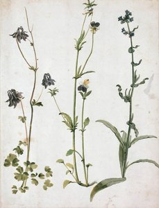 Orlik, Bratki i Język Wołu, I ćw. XVI w. autorstwa Albrecht Dürer