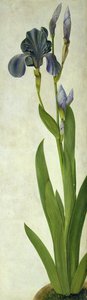 Iris (toaleta i gwasz na papierze) autorstwa Albrecht Dürer