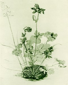 Columbine autorstwa Albrecht Dürer
