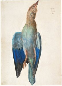 Dead Blue Roller, 1500 lub 1512 autorstwa Albrecht Dürer