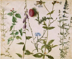 Osiem Studiów Dzikich Kwiatów, ok. 1515-1520. autorstwa Albrecht Dürer