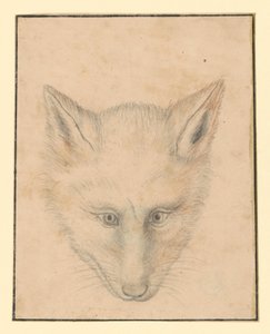 Głowa lisa, widok z przodu autorstwa Albrecht Dürer