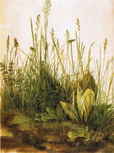 niemiecki: Das große Rasenstück Duży kawałek murawy autorstwa Albrecht Dürer