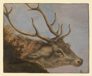 Głowa jelenia autorstwa Albrecht Dürer