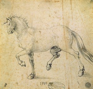 Koń, 1503 (pióro i atrament na papierze) autorstwa Albrecht Dürer