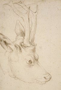 Głowa sarny. Około 1503 autorstwa Albrecht Dürer
