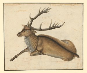 Leżący jeleń, zwrócony w lewo autorstwa Albrecht Dürer