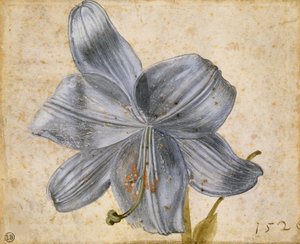 Studium lilii, 1526. autorstwa Albrecht Dürer