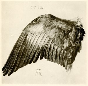 Skrzydło niebieskiego walca autorstwa Albrecht Dürer