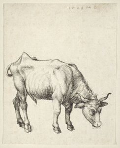 Młody byk autorstwa Albrecht Dürer
