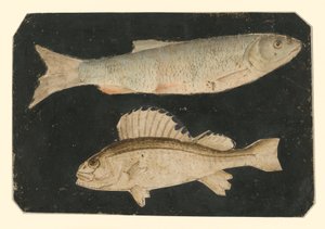 Dwie ryby jedna nad drugą (pstrąg i ryba Knorr) autorstwa Albrecht Dürer