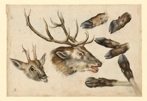  autorstwa Albrecht Dürer