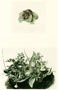 fiołki autorstwa Albrecht Dürer